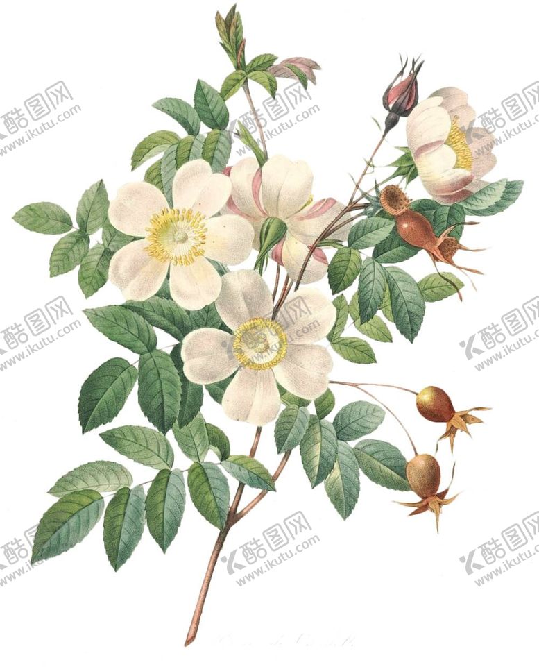编号：81638011230854504353【酷图网】源文件下载-花