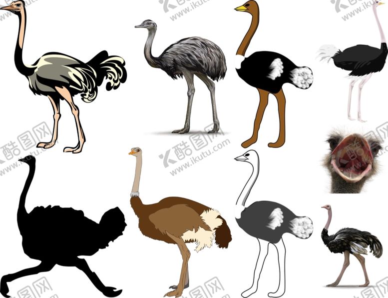 编号：53637810080128304045【酷图网】源文件下载-鸵鸟png免扣高清素材