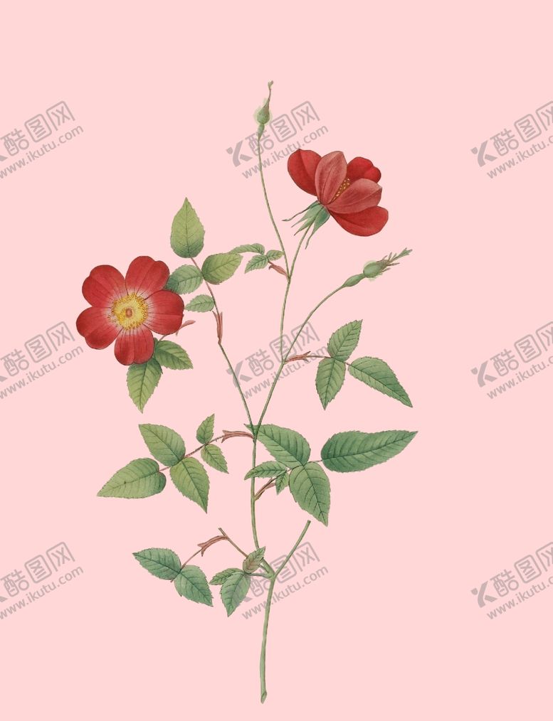 编号：89190409110254074729【酷图网】源文件下载-花卉植