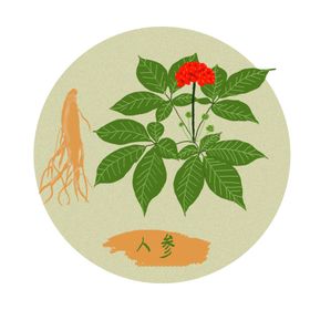 手绘线条人参