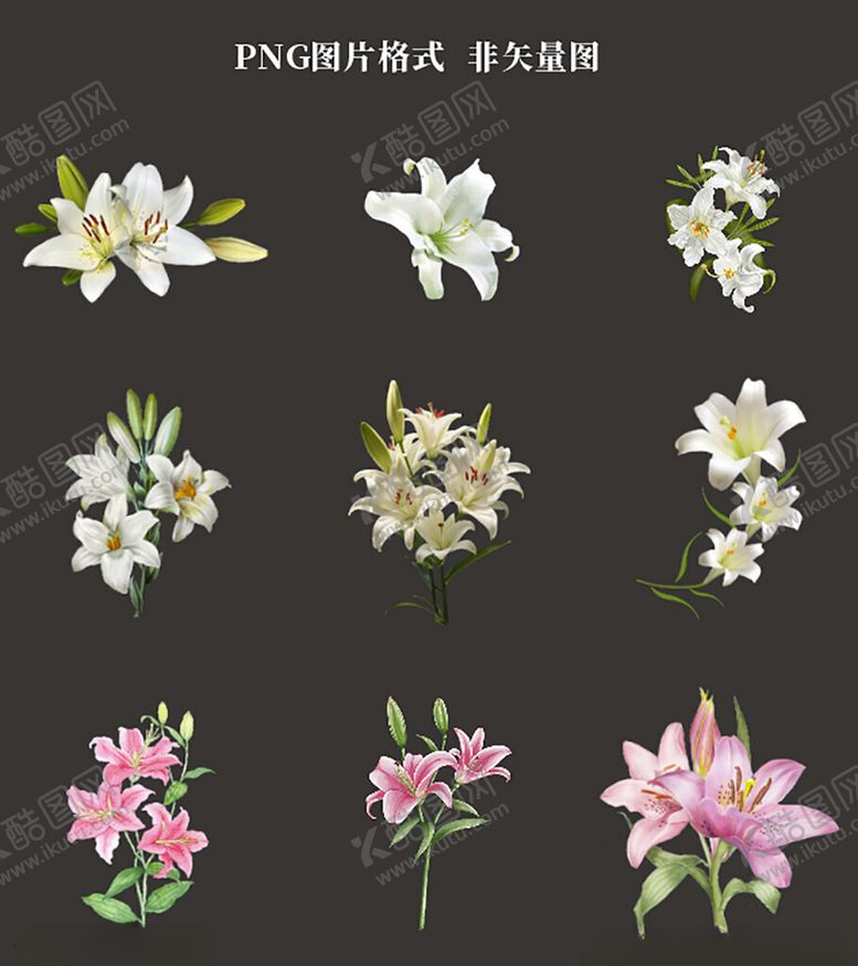 编号：66708104072029172936【酷图网】源文件下载-百合花素材