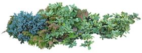园林植物