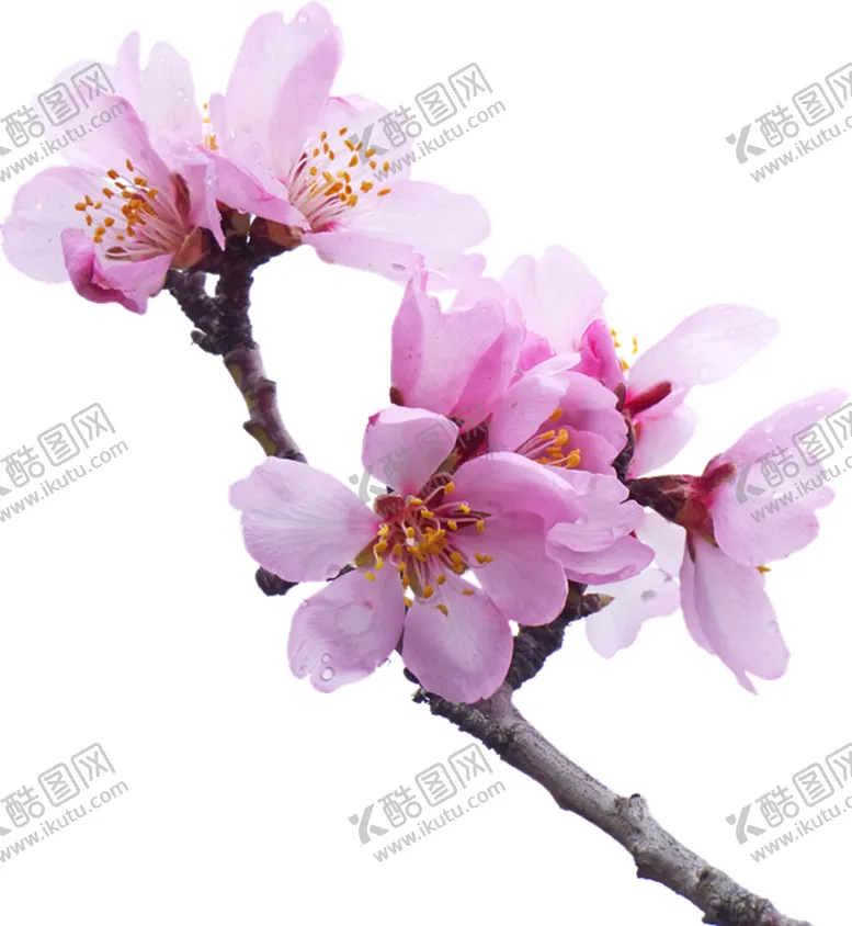 编号：69651406290749096369【酷图网】源文件下载-樱花