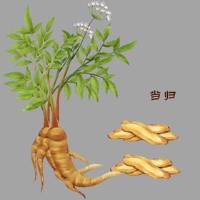 当归线条素描中药素材药材轮廓