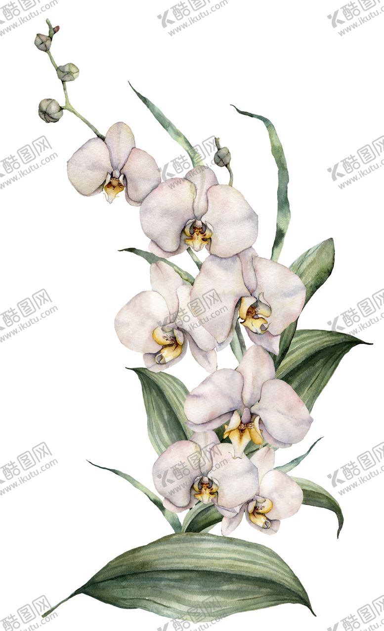 编号：58429710170217161707【酷图网】源文件下载-植物花朵装饰图案