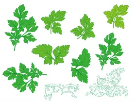 艾草矢量手绘插画线条