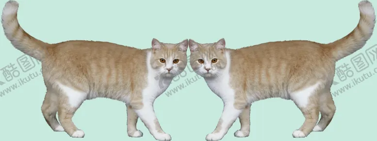 编号：75283511270654594314【酷图网】源文件下载-猫咪