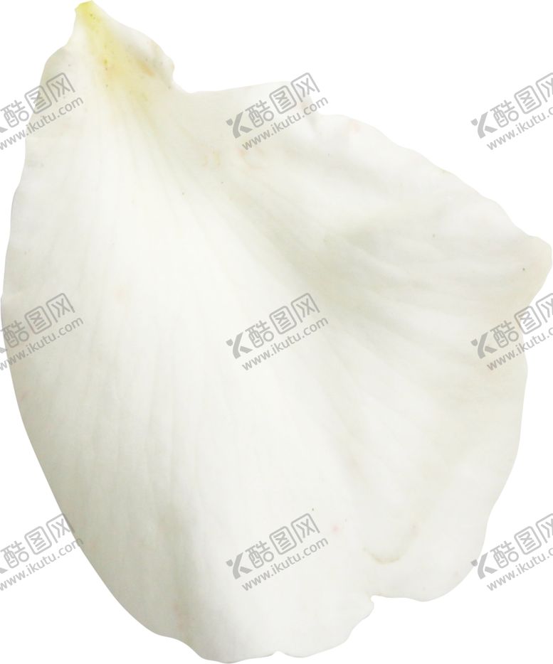 编号：72279012110653094627【酷图网】源文件下载-白色花瓣图片