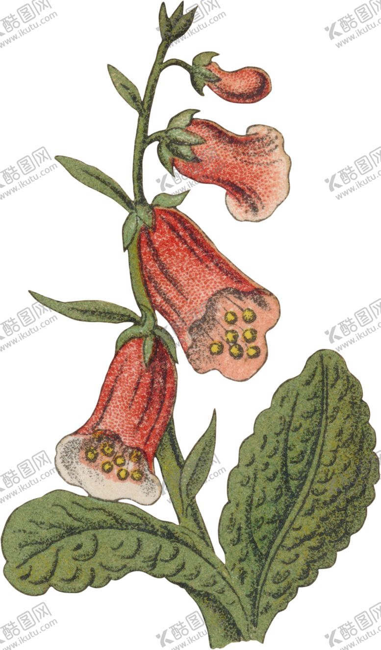 编号：23658605040406465124【酷图网】源文件下载-花草插画
