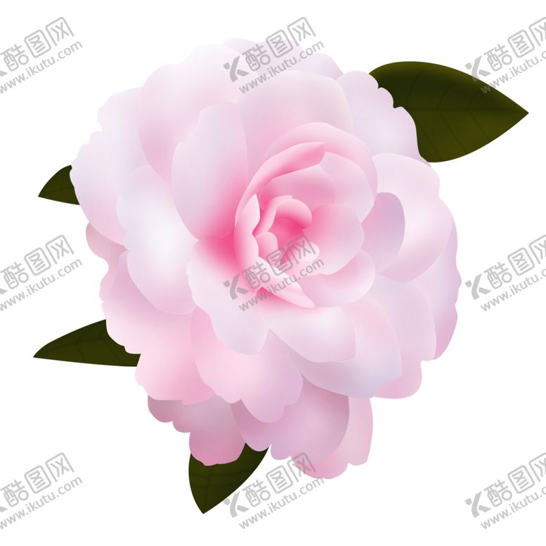 编号：40490802112326226909【酷图网】源文件下载-粉色山茶花春天