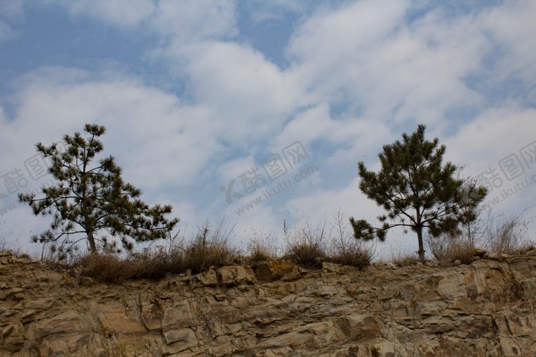 编号：53840304210734221152【酷图网】源文件下载-松树