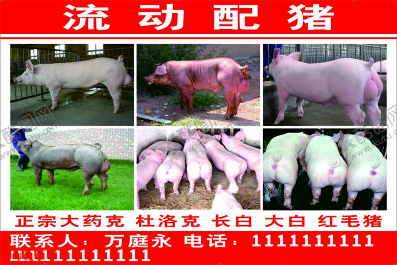 编号：46016411302337286617【酷图网】源文件下载-种猪