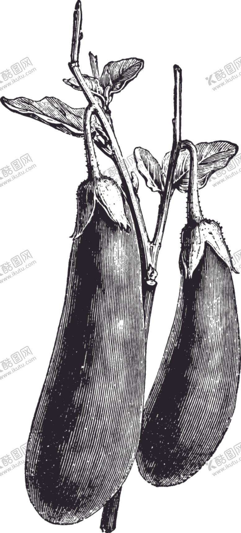 编号：54269710021355563360【酷图网】源文件下载-线描植物
