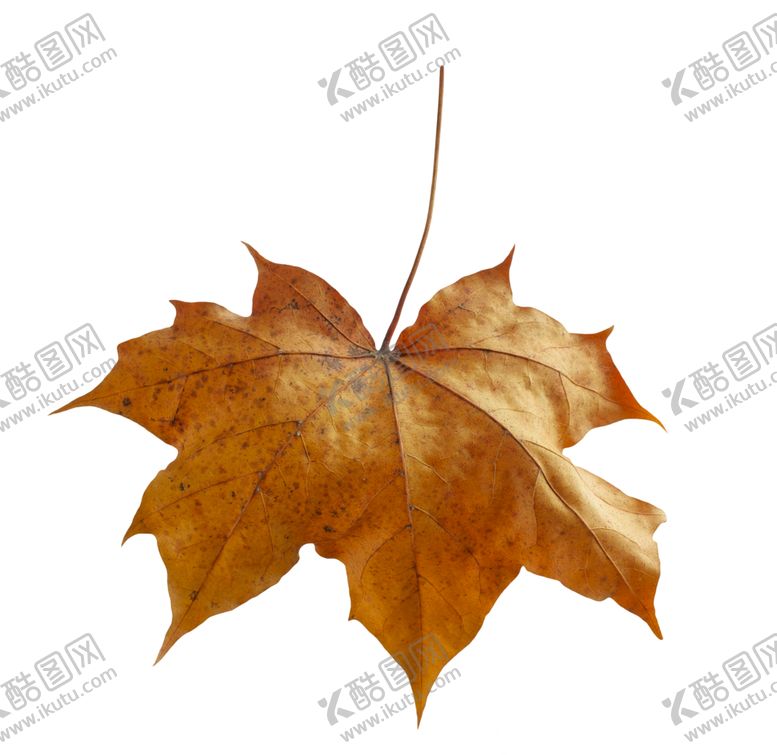 编号：81059310301924422908【酷图网】源文件下载-枫叶