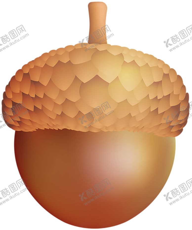 编号：36790310271655208114【酷图网】源文件下载-透明免扣橡果图片