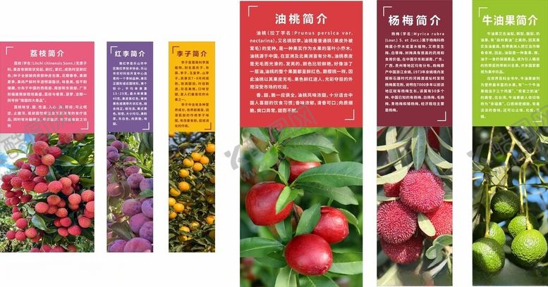 编号：19925709270947526847【酷图网】源文件下载-多彩水果展示