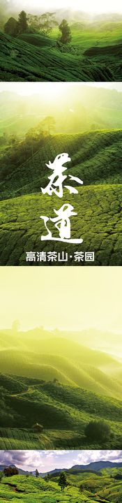 茶叶 茶园