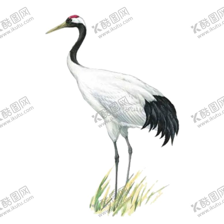 编号：84467306152251574093【酷图网】源文件下载-仙鹤