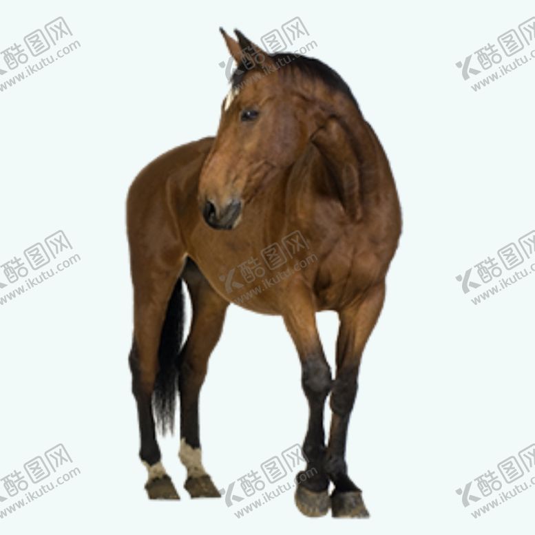编号：49729602061333145572【酷图网】源文件下载-骏马