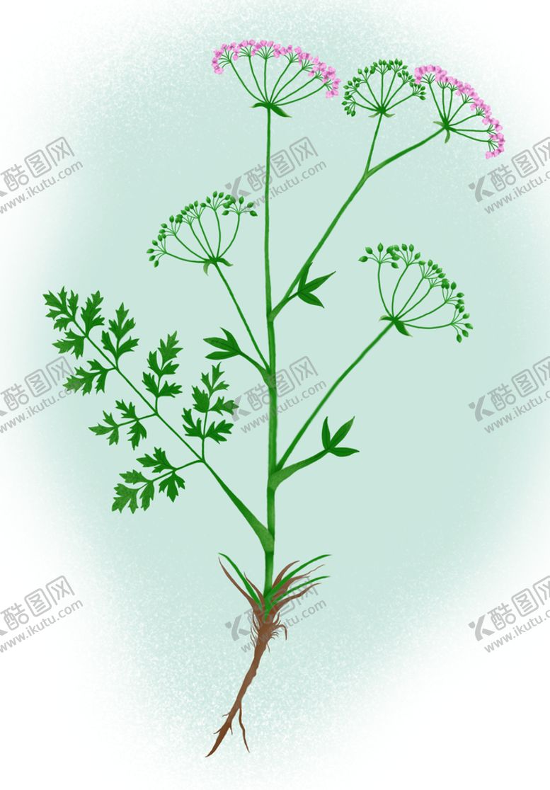 编号：91450610062221428294【酷图网】源文件下载-中草药防风