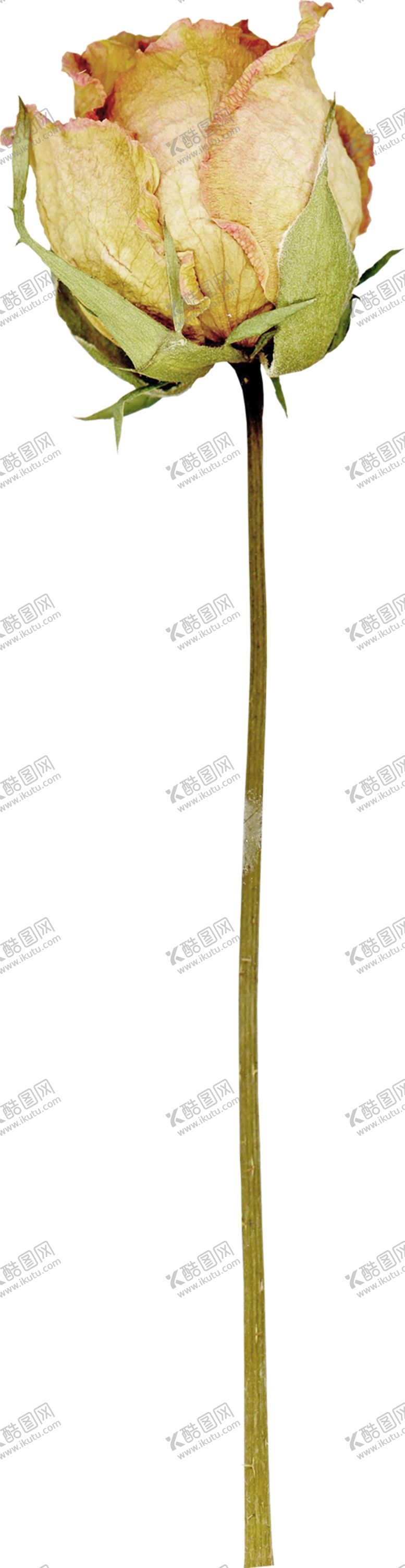 编号：15127507020908271823【酷图网】源文件下载-鲜花素材