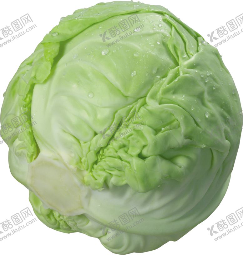 编号：96753701231803439702【酷图网】源文件下载-卷心菜