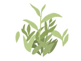 茶叶