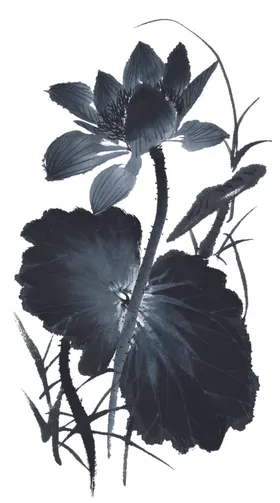 荷花牡丹抽象国画百争艳水墨画