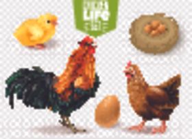 母鸡孵化小鸡