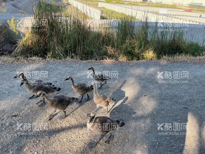 编号：58013410101335426385【酷图网】源文件下载-一群小大雁