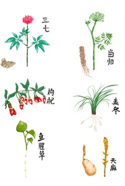 中药草本药草药材