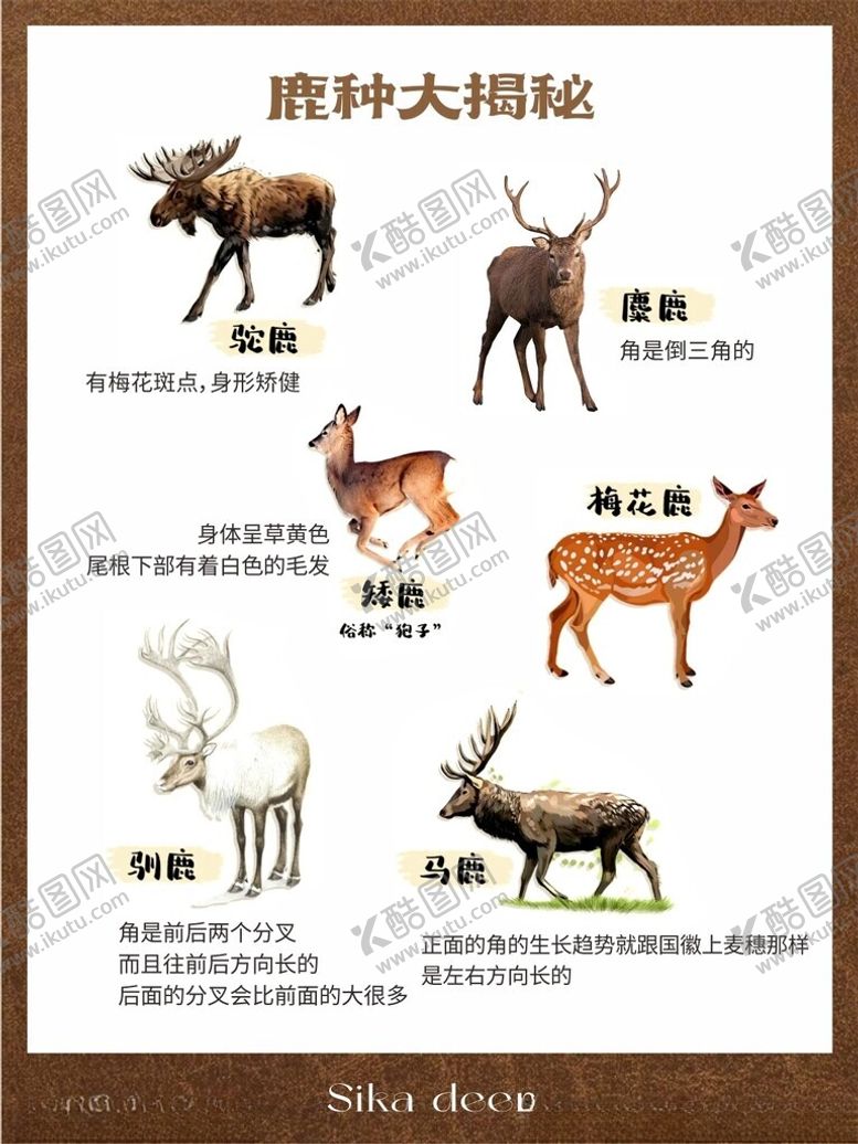 编号：96741803012024266367【酷图网】源文件下载-梅花鹿种类大揭秘展板
