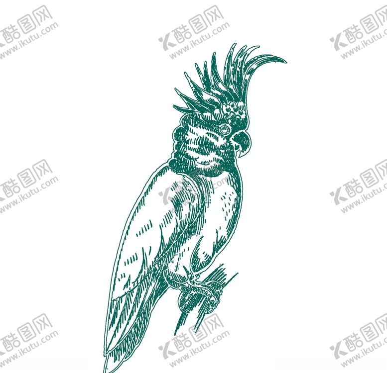 编号：57703707131134504625【酷图网】源文件下载-鹦鹉