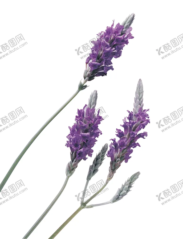 编号：58003505061117421428【酷图网】源文件下载-薰衣草