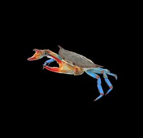海洋生物