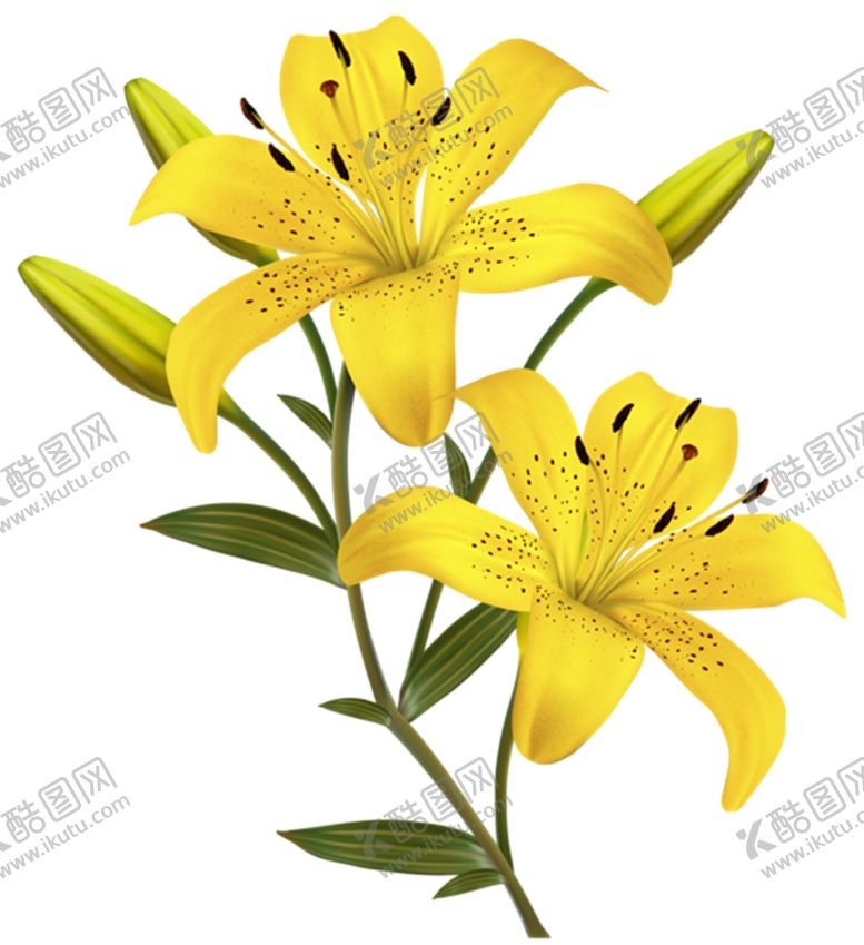 编号：44344710300528092226【酷图网】源文件下载-百合