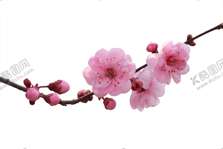 编号：68593403150728279008【酷图网】源文件下载-桃花背景素材
