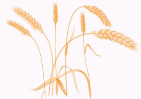 麦穗抠图