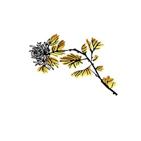 国画菊花