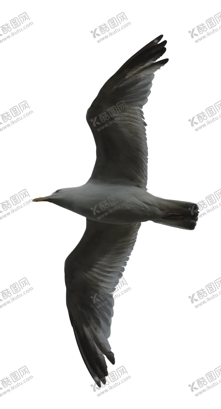 编号：62098501291054297372【酷图网】源文件下载-海鸥