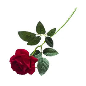 玫瑰
