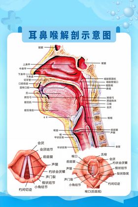 肛肠科系统解刨示意图