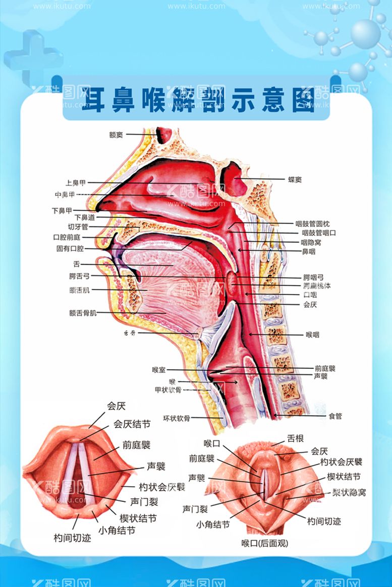 编号：16571212121341229119【酷图网】源文件下载-耳鼻喉解刨示意图