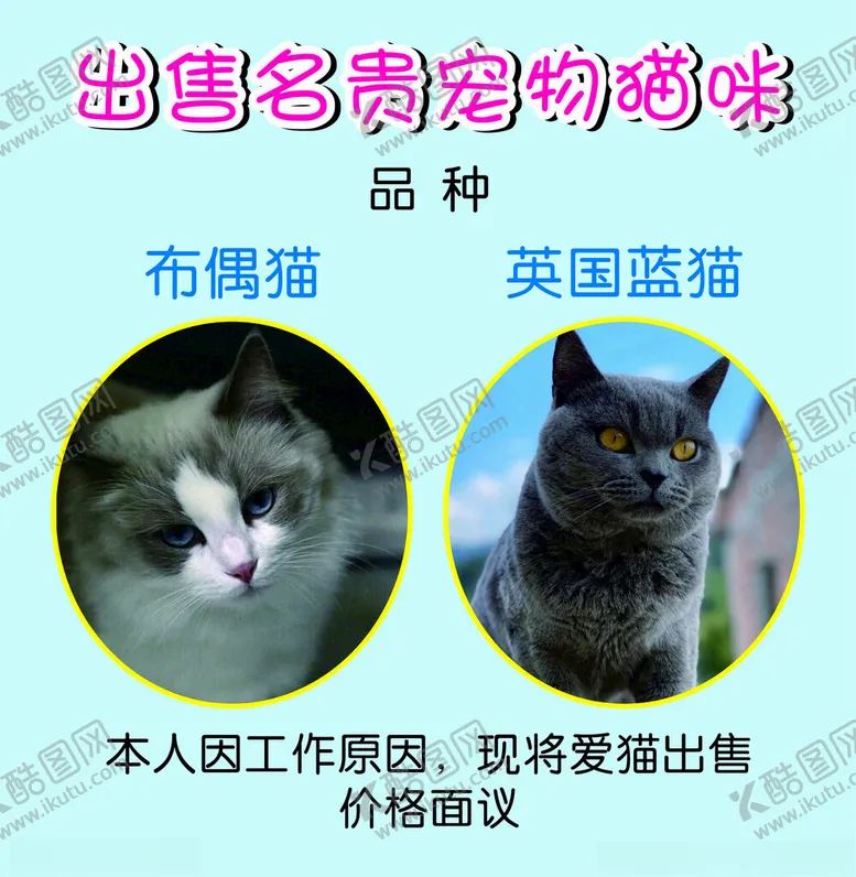 编号：28489901190653156725【酷图网】源文件下载-出售名贵宠物猫咪