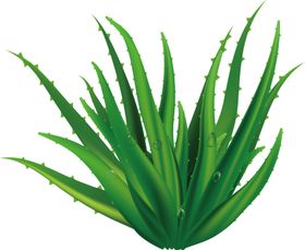 绿色相框