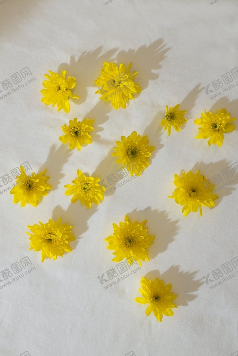 编号：39176411061307505088【酷图网】源文件下载-花朵