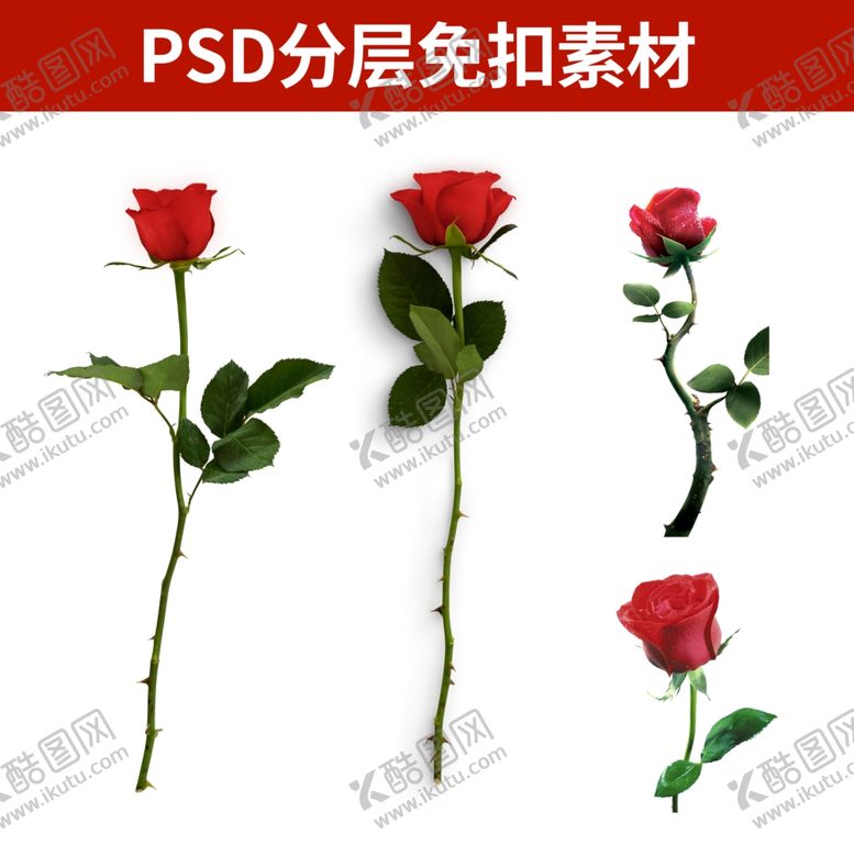 编号：39110205050041181406【酷图网】源文件下载-七夕玫瑰花素材免扣