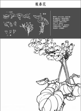 中国工笔画图谱-報春花