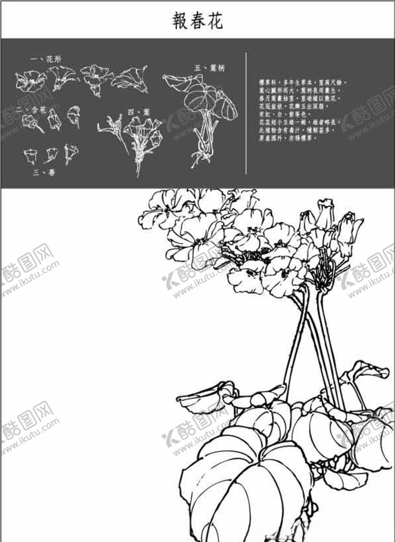 编号：25717211010522431777【酷图网】源文件下载-中国工笔画图谱-報春花