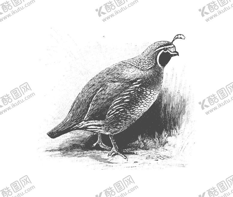 编号：22462710271747208397【酷图网】源文件下载-鸟类鸭子素材绘画